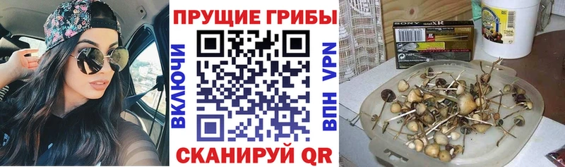 где найти наркотики  Данилов  Псилоцибиновые грибы Cubensis 